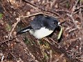 South Island Tomtit-10